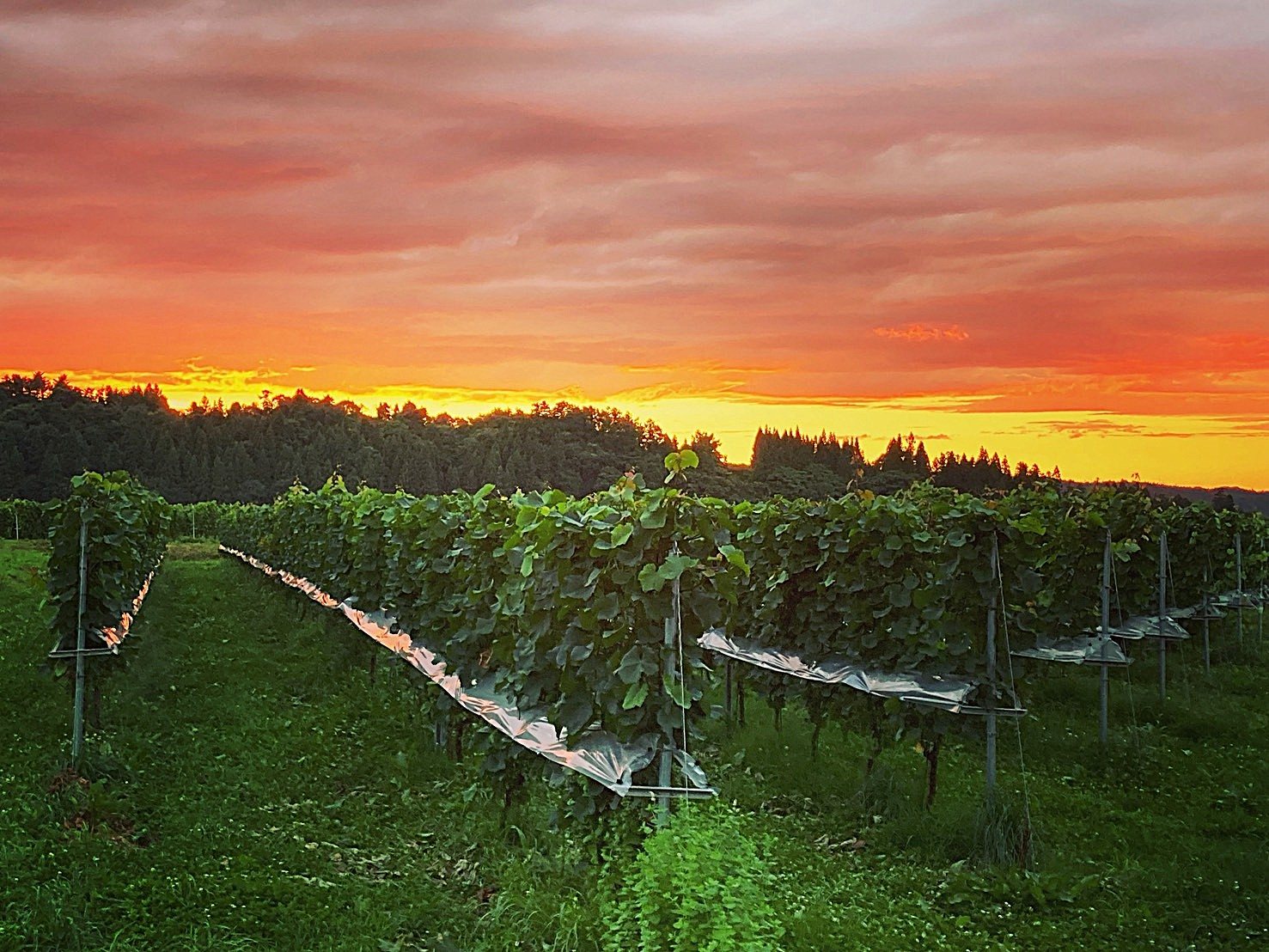 Niitsuru Wineryの風景
