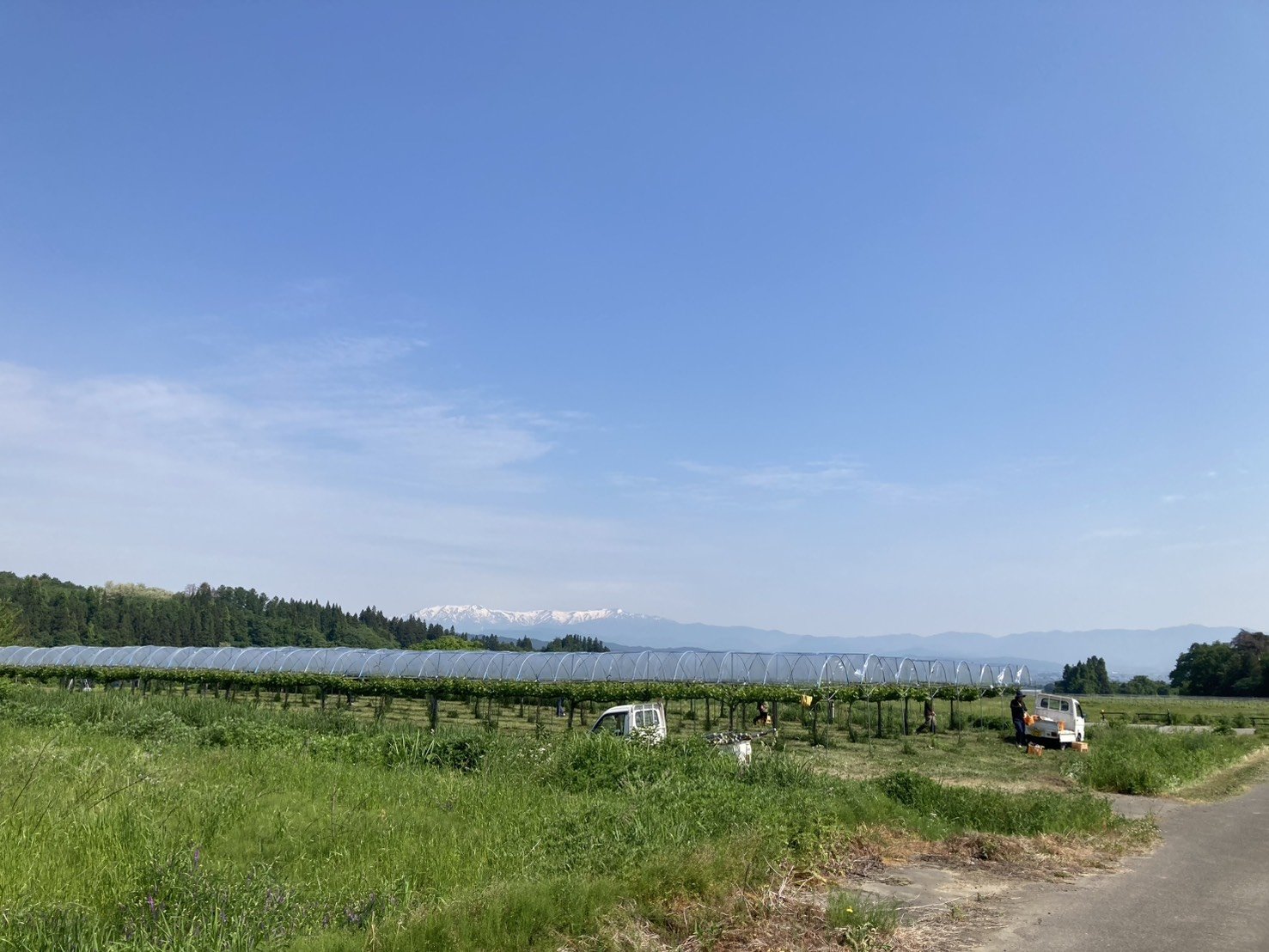 Niitsuru Wineryの風景