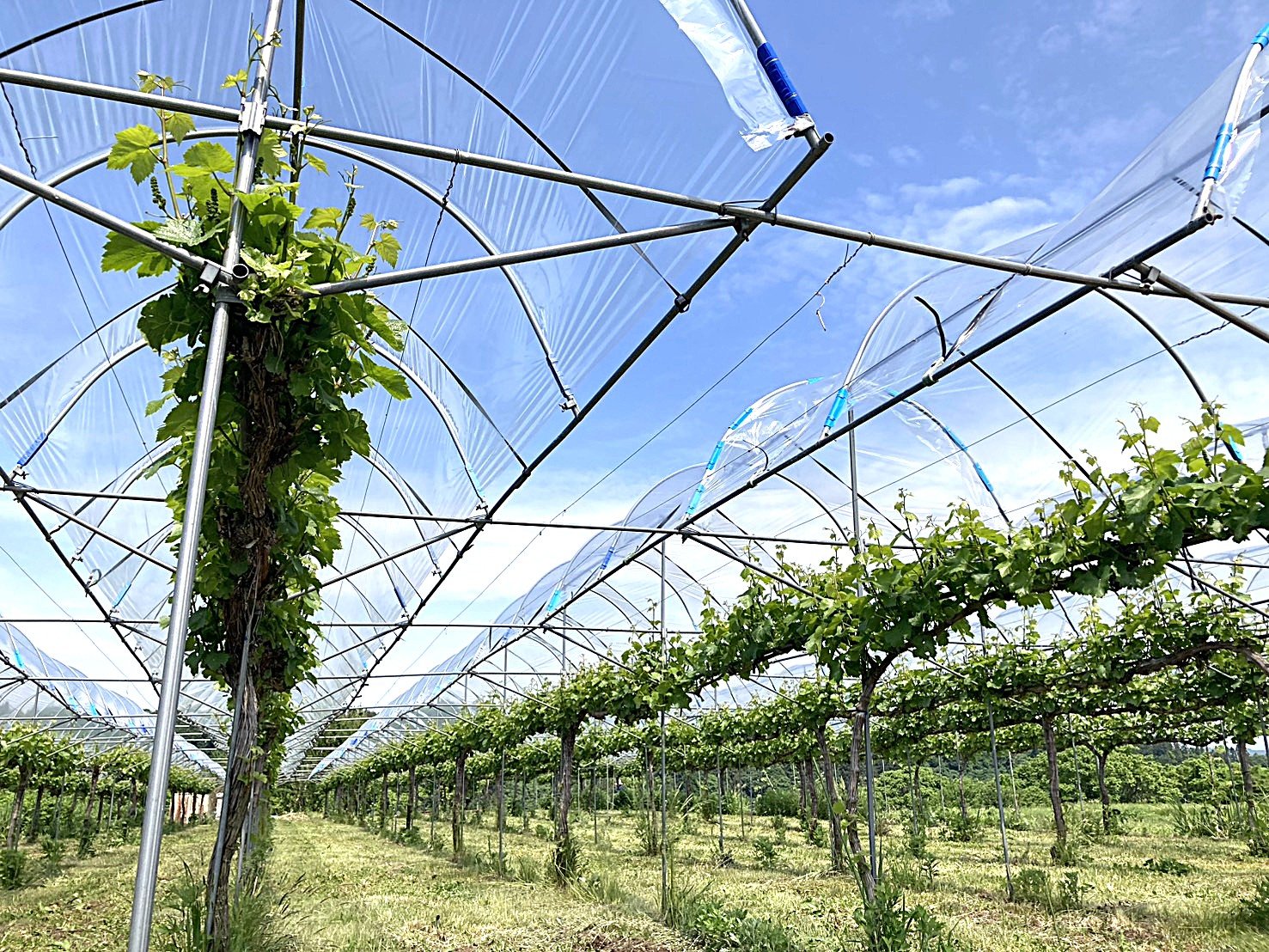 新鶴のぶどうVineyard